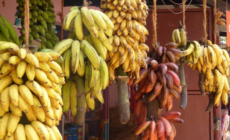 Banana: the world’s most popular fruit?