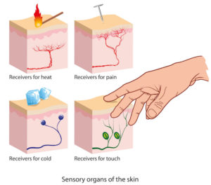 sensory organ of the skin